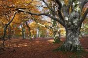 C01D2702 Beech trees Mark Ash Wood Copyright Mike Read
